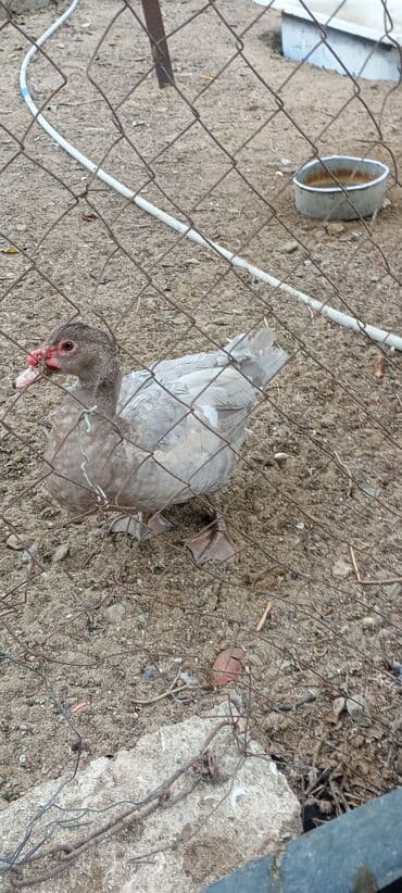 ordey balası: Erkək, | Macar, Damazlıq, Ödənişli çatdırılma — 6