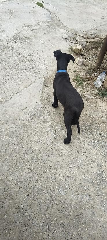 ev heyvanlari satisi: 4 ay, Dişi, Peyvəndli — 4