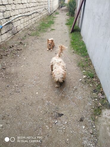 itler haski: İki it bir yerdə təqdim olunur. - İt 1: Açıq bej rəngli, uzun və — 6