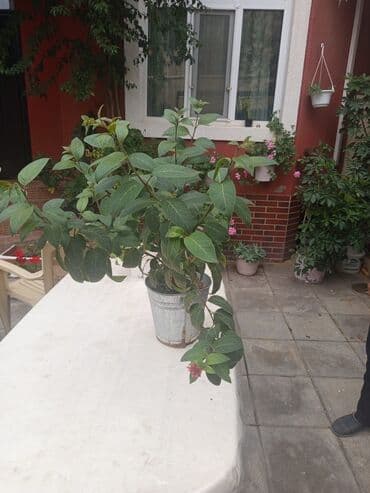 куплю комнатные растения: Şefler ve her cür ev güllərin satışı mövcudu isdediyiniz gülün — 6