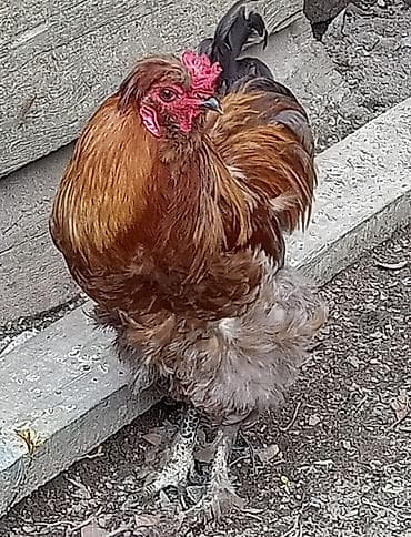 heyreti xoruz: Xoruz, Brama, il: 1, Ünvandan götürmə — 1