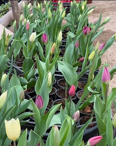 Tulpan (lalə) saksı əkini – müxtəlif rənglər - Növlər: klassik lalə