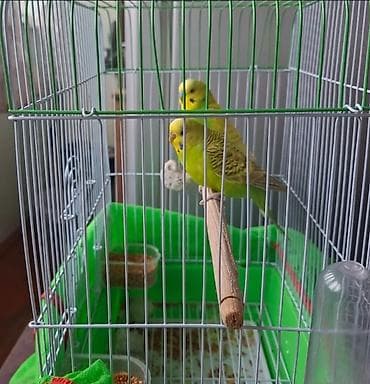 Tam sağlam Quşlardır Cütləşmə vaxtlarıdır. Səbətlə yemiylə bir yerdə