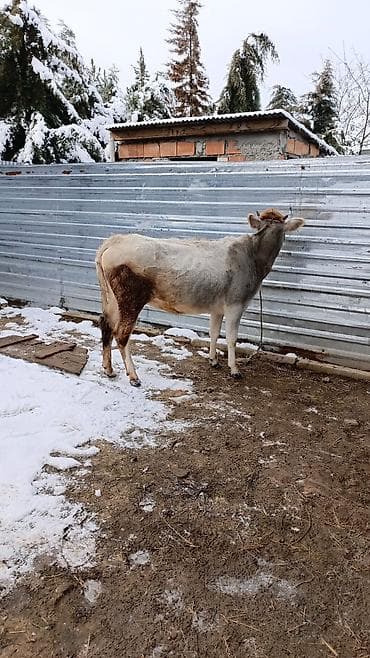 alabay sekilleri: Satılır: inək - Cins/typ: boz rəngli yerli inək - Yaş: təxminən — 2