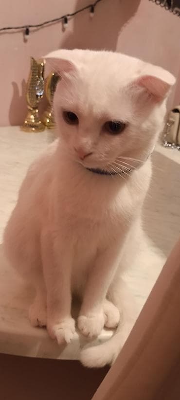 taxta yuvalar: Şotland yastı qulaq — 10