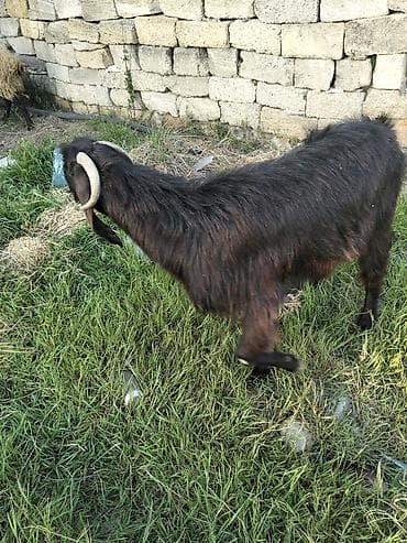 Helep safqan disidi cavan heyvandi ünvan masdaga