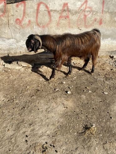 saanen kecileri: Heleb tekesı 2 yası var — 2
