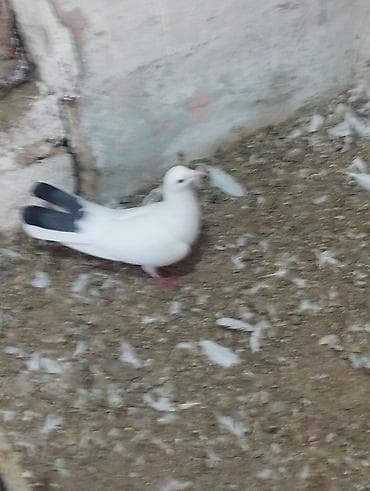 dorper qoyunu satilir: 4ed orta goy qurquq 1ed goy boyun. Goy quyruqlarin icinde cut olani — 3