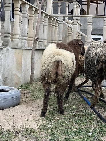 gucə sati̇şi̇: Erkəy quzular satılır super kök quyruğlu quzulardı 5 dənədi 5 də — 3