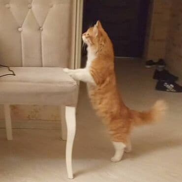 Heyvanlar üçün mallar: Erkək — 3