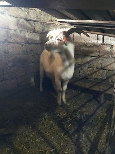 keçi satılır: Salam. Keçi Ailəsi satılır ana ata 1 dişi bala.Cavan heyvanlardır 1 ci — 7