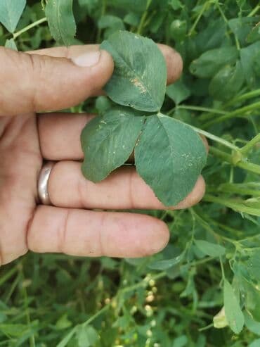 yonca toxumu satilir: Salam. İtaliya Gea sortu yonca toxumudur. Yerli yetişdirilmiş və — 4