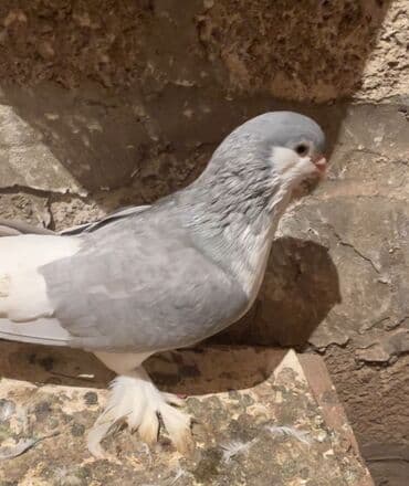 maraqli it adlari: Delfin cinsi erkek 50 manat Cins göyərçin – dekorativ lələkli ayaqlı — 5