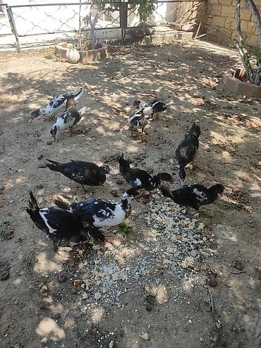 balaca itler satilir: Tam sagllam Lal ordekler. 10 ededi. qiymet. hamsina. aiddi tek tek — 4