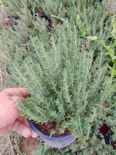 алоэ гулунун дарылык касиети: Saksıda ətirli timyan (keklikotu) bitkisi - Bitki növü: Timyan — 1