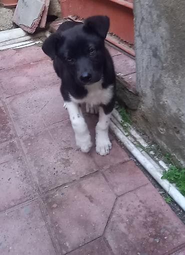 itlerin satisi 2021: Dişi — 5