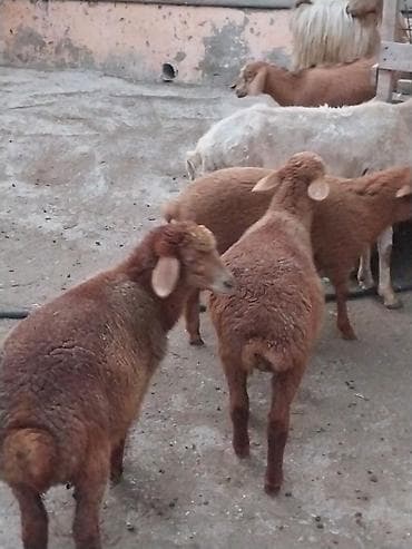 qara mal: Damazlığ ana bala qoyunlar satılır. Balaların biri dişi, ikisi — 3