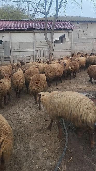 diri quzu: Super kök Quzulardı — 5