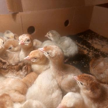 Hinduşka cücələri (piliçlər) - Cins: evdə bəslənən hinduşka (çeşidli lalafo.az -da Hinduşka cücələri (piliçlər) - Cins: evdə bəslənən hinduşka (çeşidli