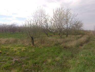 sumqayit kirayə: Kənd təsərrüfatı — 5