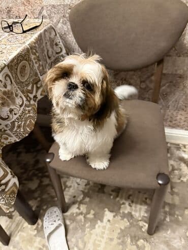 Shi-tsu, 5 ay, Dişi, Peyvəndli, Pulsuz çatdırılma