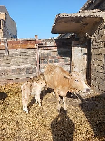 Inəklər, öküzlər: Ana bala ikisi birlikte satilir.2ci qarinadi. gunde 8 litr sud — 2