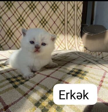 американский вислоухий кот: Шотладская вислоухая, Самец, Самка — 9