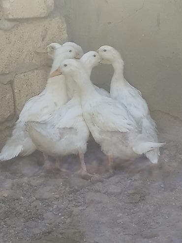 ördək balası və cücə: 7 dene pekin ordekler iki aylig biri 6 manat. kend xirdalan 055 — 4