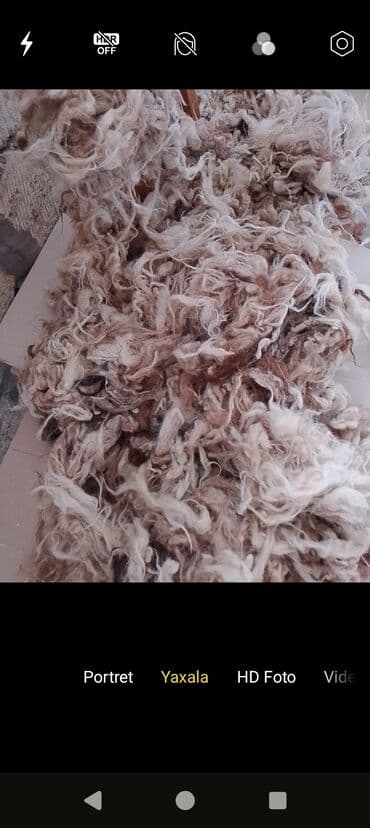 толстовочный флис это: Təbii qoyun yunu – qarışıq açıq-bej/qəhvəyi çalarlar. Uzun lifli — 1