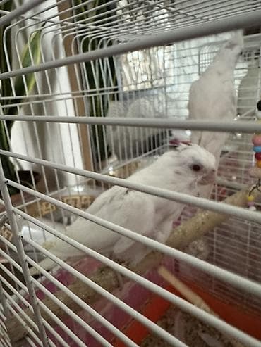 iran qusu: Yanaqsiz albinos korella balalar, tam sağlamdılar — 3