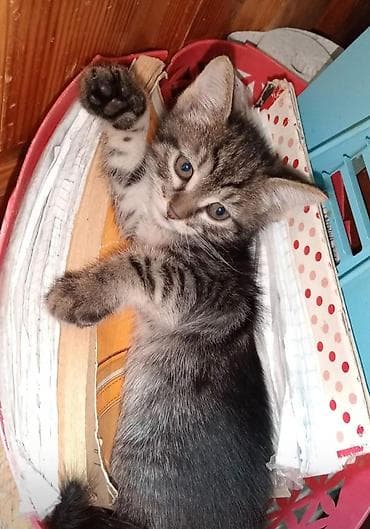 kot: Котенок в добрые руки — 2