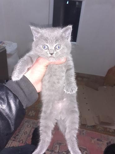 arı qutusu: Şotland, Erkək, Yaxşı əllərə — 4