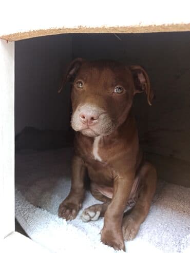 İtlər: 2 ay, Dişi, Peyvəndli, Ünvandan götürmə — 1