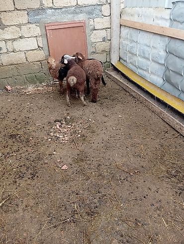 İtlər: Məhsul: Cavan quzular Təsvir: - Ətlik və damazlıq üçün yararlı — 1