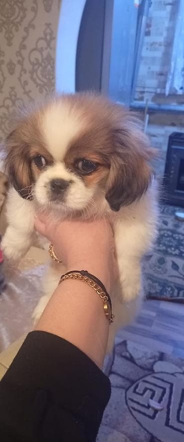 pekin urdeg: Pekines, 3 ay, Erkek — 1