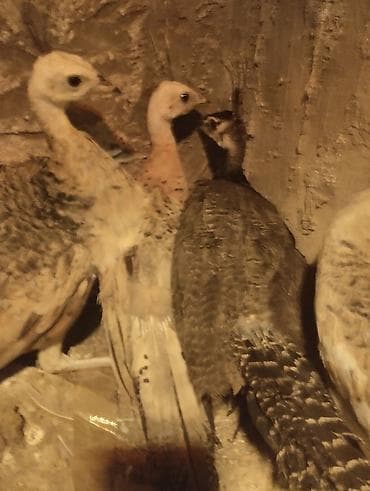 it yemi: Tovuz quşu balası (paun cücəsi) - Növ: Tovuz quşu (peafowl) – gənc — 8