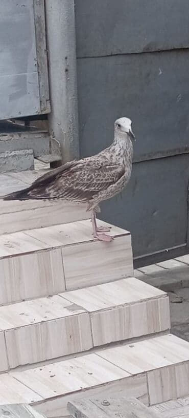 toyuq qaz: Dənizqağayı – iri ölçülü, boz-qəhvəyi ləkəli lələklər, açıq rəngli baş — 1