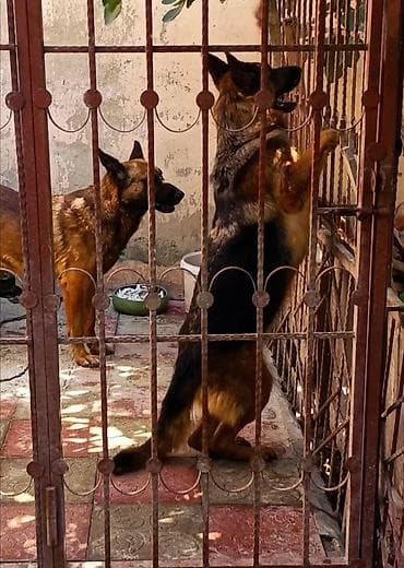 it bazari: Alman çoban iti, 9 ay, Dişi, Peyvəndli, Ünvandan götürmə — 2