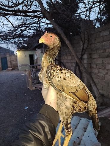 Toyuq cücələri, Damazlıq