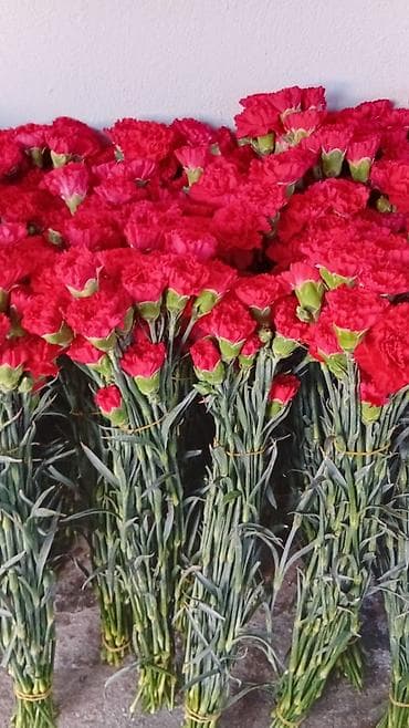 Qərənfil gülünün topdan və pərakəndə satışı mövcuddur öz isti