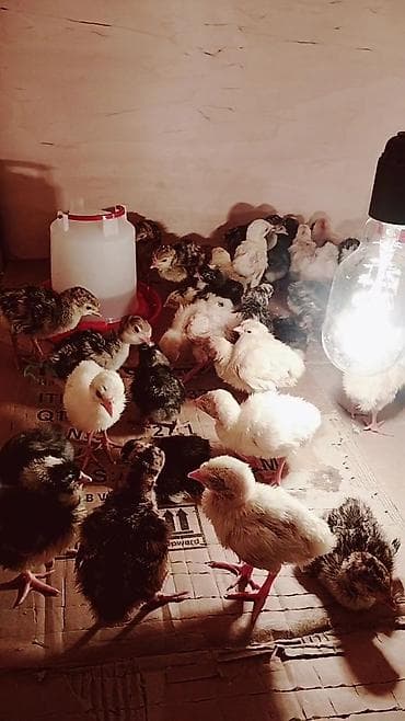 Məhsul: Hinduşka balaları (Ağ kanada Amerikan bronz) Təsvir: - lalafo.az -da Məhsul: Hinduşka balaları (Ağ kanada Amerikan bronz) Təsvir: -