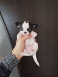 çoban itleri: Çixuahua, 1 ay, Peyvəndli — 5