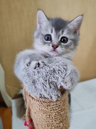 Britan, Dişi, Yaxşı əllərə, Ünvandan götürmə lalafo.az -da Britan, Dişi, Yaxşı əllərə, Ünvandan götürmə