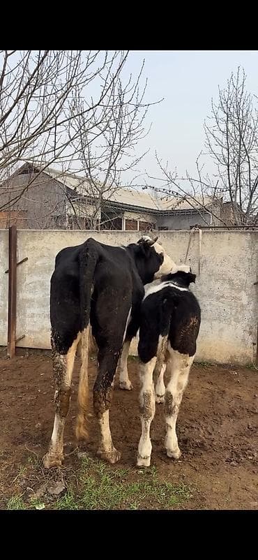 kullu xoruz heyratı: Simental tipli inək və buzov dəsti - Cins: Simental tipli, qara‑ağ — 6