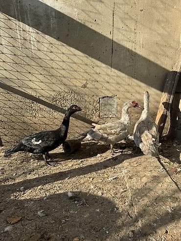 İtlər: Lal ördeyler 3 dene erkeydi biri qara zumrudu sortu ikisi lavanda — 2