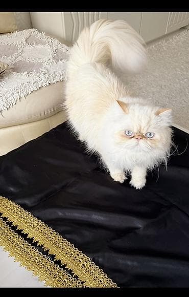 Fars, Erkək, Cütləşmə üçün