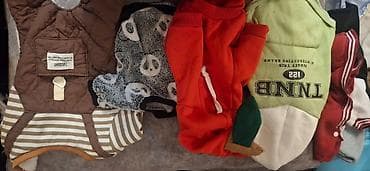 bokser it: Pudel, 4 ay, Erkək, Peyvəndli, Ünvandan götürmə — 3