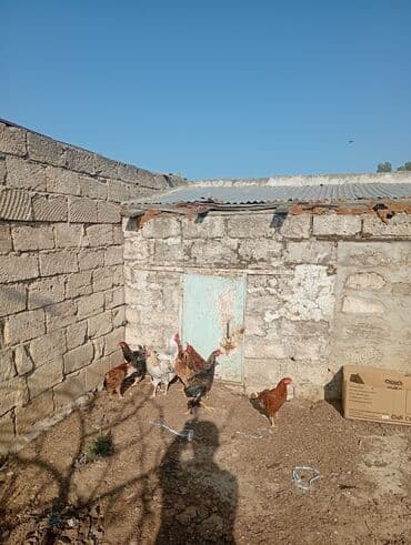 kirpi toyuq: Təbii şəraitdə bəslənən ev toyuqları - Növ: kənd toyuqları (xoruz və — 4