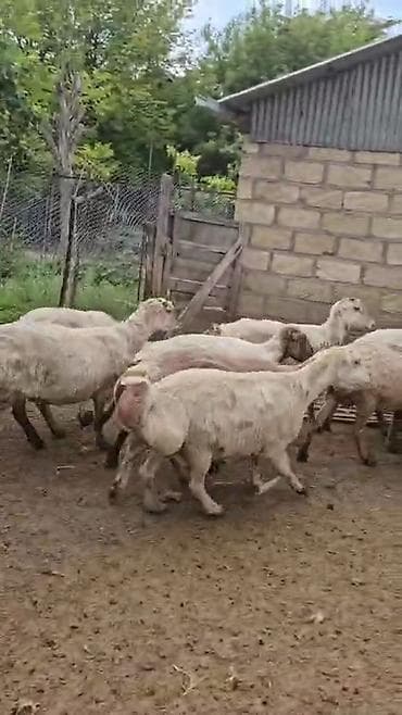 ala it: Dişi, il: 1, Damazlıq, Pulsuz çatdırılma — 5