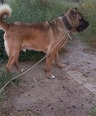 kangal iti satilir: Kanqal, Erkək — 2